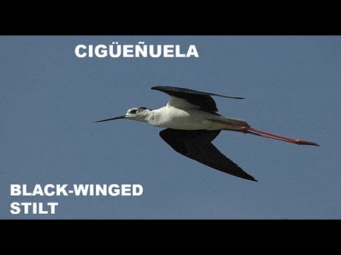 CIGÜEÑUELA | BLACK - WINGED STILT | Himanto