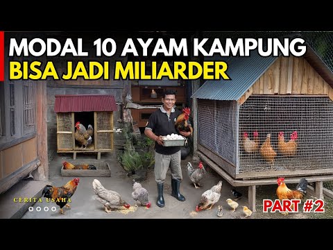 MODAL 10 AYAM KAMPUNG BISA JADI MILIARDER DI KAMPUNG SENDIRI | CERITA USAHA