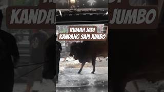 Download lagu IRFAN HAKIM'S HOUSE BECOMES A JUMBO COW SHED #cow #shorts #artist #irfan #setiafarm mp3 Download lagu IRFAN HAKIM'S HOUSE BECOMES A JUMBO COW SHED #cow #shorts #artist #irfan #setiafarm mp3