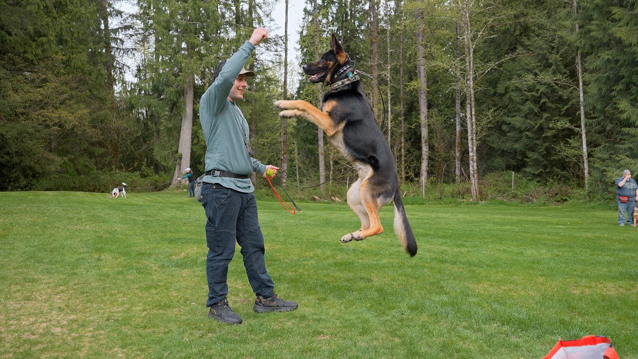 Audax K9 Academy: About Us