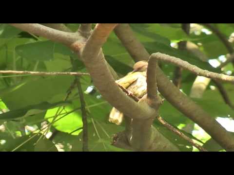 Bulbul červenooký (Pycnonotus brunneus) — správanie, biotop a hlas