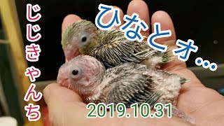 昨日巣上げしています🐣