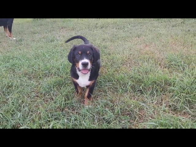 Great Swiss Mountain Dog puppy for sale