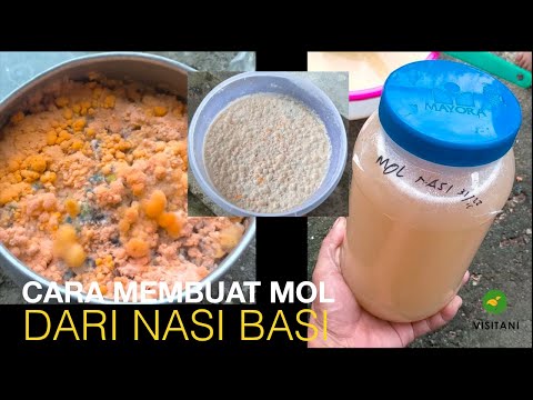 Cara Membuat MOL Dari Nasi Basi