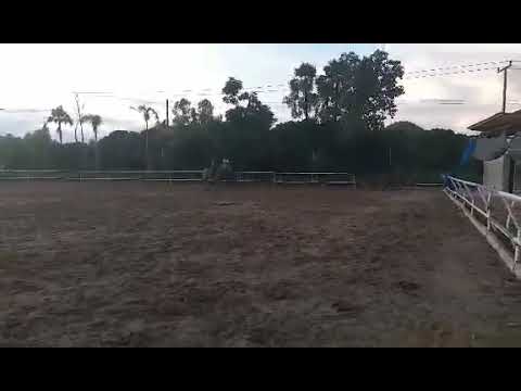 Nk-horsethailand. Kak&boy