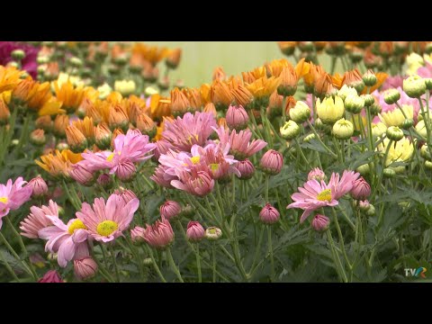 În grădina Danei: Crizanteme, aster, iederă şi calitatea apelor (@TVR1)