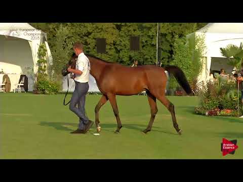 N.65 CBA ILLIAS - Chantilly 2018 AHO Breeders' Championship - Yearling Colts (Class 6B)