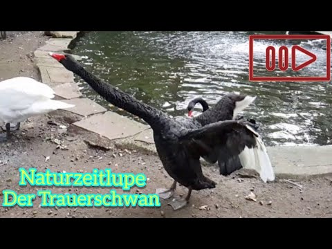 Naturzeitlupe - Flügelschlag des Trauerschwans #LoveNature #Zeitlupe #SlowMotion