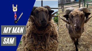 Sam the Sheep Gets a Shear After 3 years
