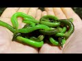 NIGHTCRAWLERS A Guide To The World S BEST Fishing Bait