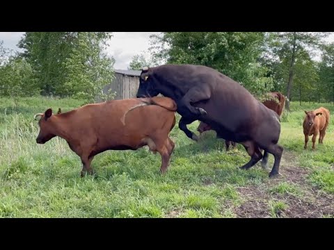 Stado Buhaja Bysia Rasy Polskiej Czerwonej