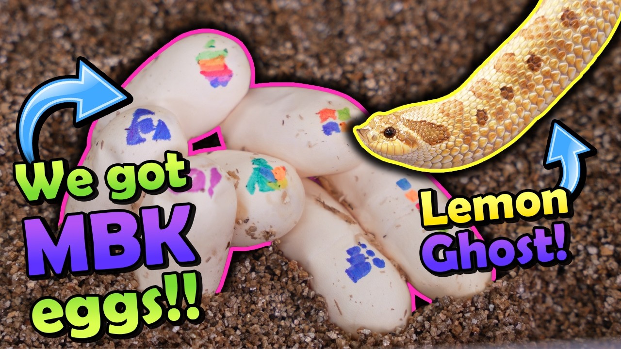 Our Lemon Ghost Hognose Snake Laid Eggs!