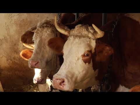 Reč struke ep. 219 15.11.2018. NAJAVA