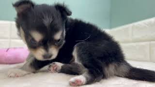 チワワ(ロング)の動画01