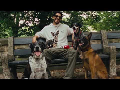 Less Catwalk, More Dogwalk | Milk-Bone | Dogs in ADS | DiA-82