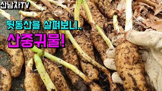 뒷산 탐방 초보 천마 산행 치매 뇌 혈관 사지마비 중풍 혈압 신경쇠약 불면증 산남자 약초 버섯 자연산 천마 …