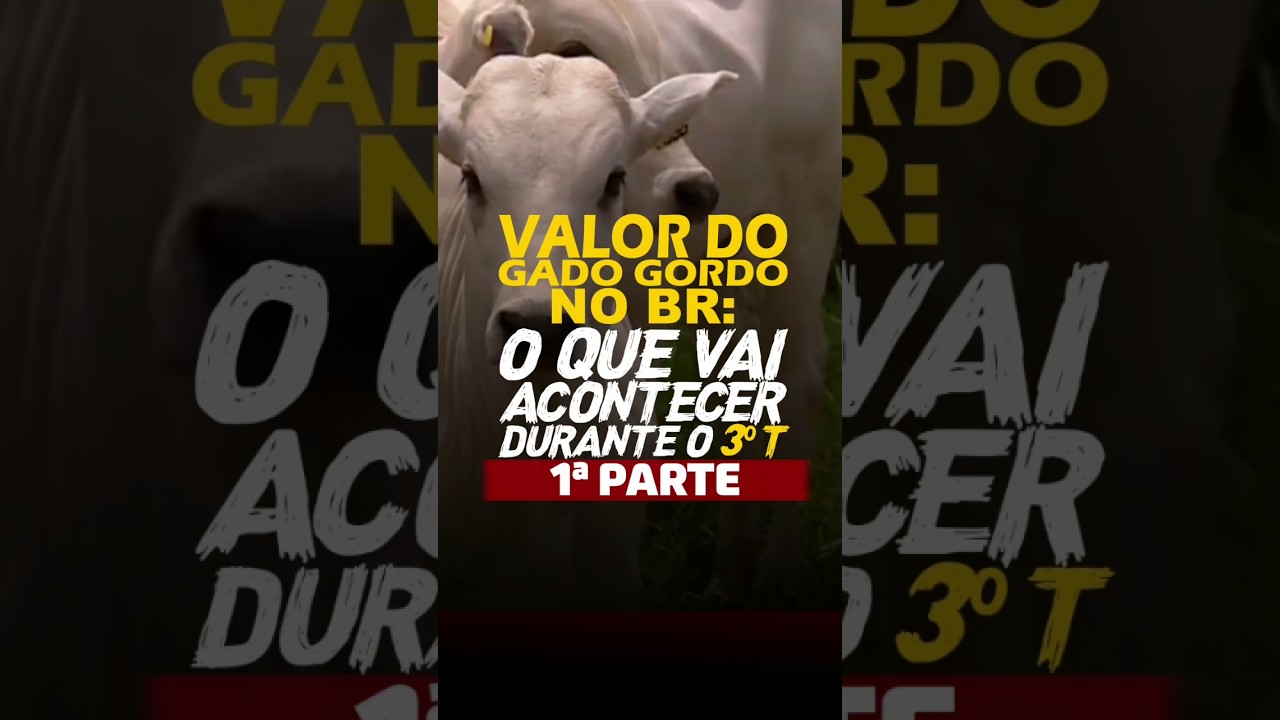 VALOR DO GADO GORDO NO BR: O QUE VAI ACONTECER DURANTE O 3ºT? – 1ª PARTE!