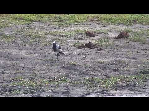 Djuma: Blacksmith Lapwing adult and chick and Egyptian Geeses - 05:34 - 11/25/2022