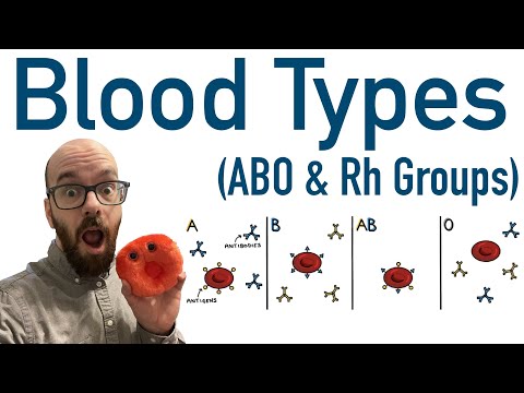 Blood Types (ABO and Rh) - Antigens and Antibodies