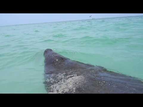 download lagu mp3 mp4 Best Place To See Manatees Anna Maria Island, download lagu Best Place To See Manatees Anna Maria Island gratis, unduh video klip Best Place To See Manatees Anna Maria Island