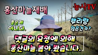 홍산마늘재배, 홍산마늘 뽑아 뿌리양 확인하기, 홍산마늘 댓글 답변 [농사TV]