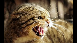 Bijbelstudie Joël 8 hoofdstuk 4,1-8