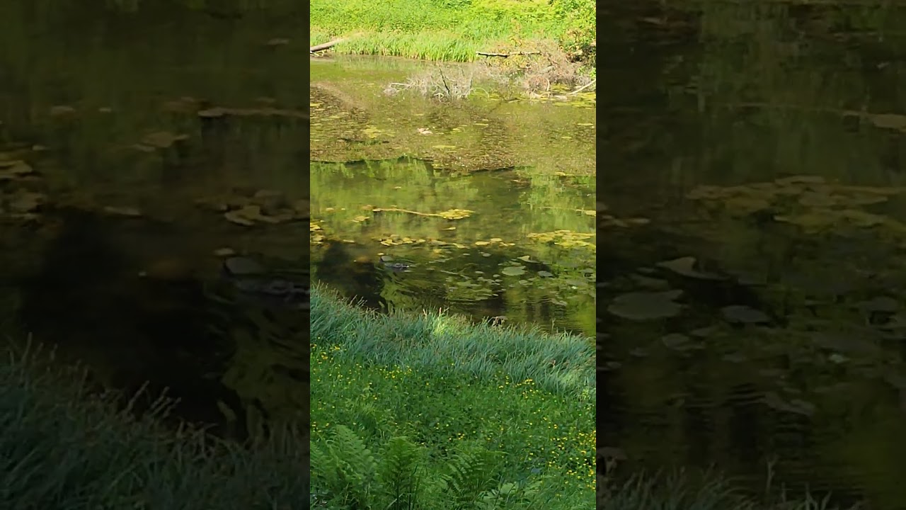A Baby Duck's Adventure in the Jungle Pond