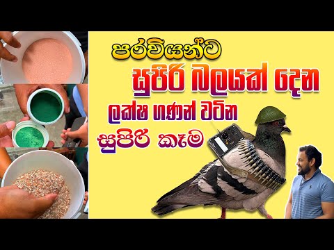 කවුරුත් නොදන්න පරවියන්ට සුපිරි බලයක් දෙන ලක්ෂ ගණන් වටින සුපිරි කෑම | Pet Talk