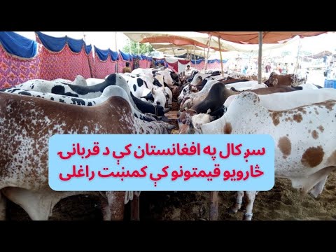 Pa Afghanistan k Da Akhtar da Qurbanaiu Sarwee Arzan Shawee dee.