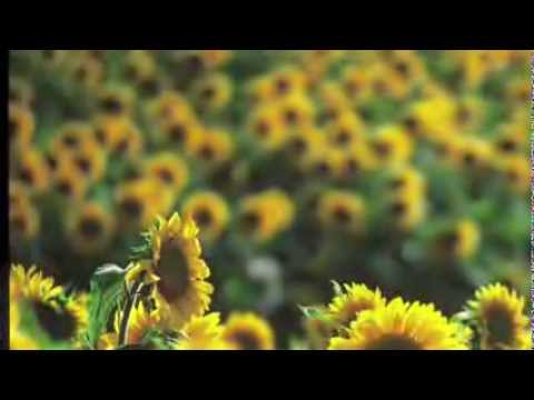 Tuscan Sunflowers