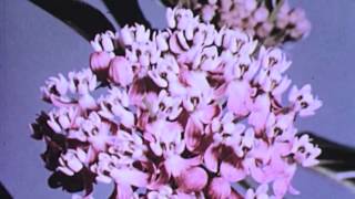 Tei Shi - Nevermind The End (Lil Sad Remix) ❀