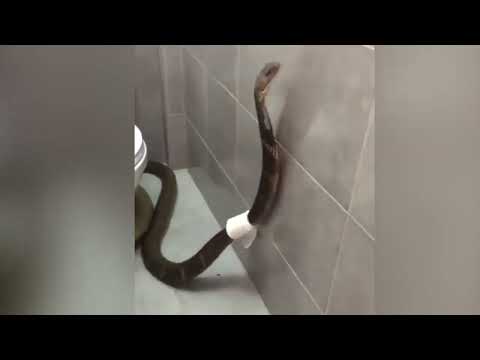 King Cobra Enters Bathroom | Viral Video