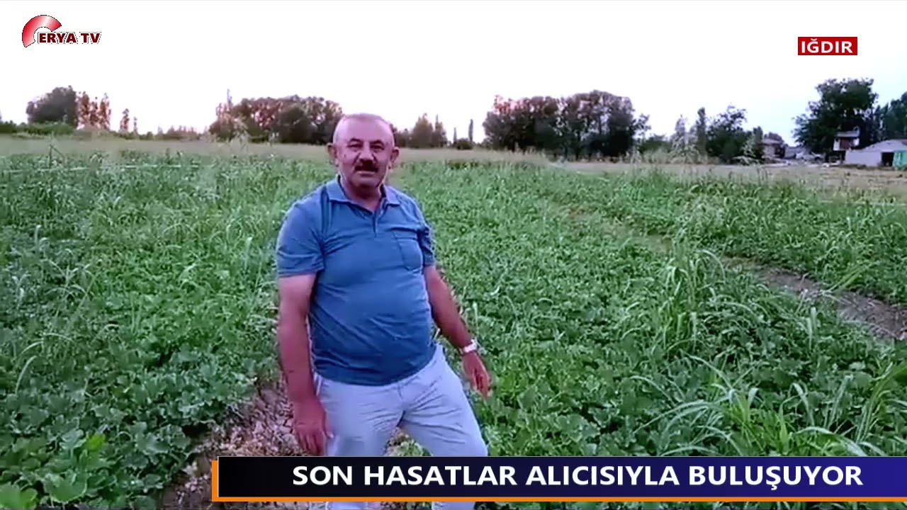 IĞDIR’DA SON HASATLAR PAZAR TEZGAHLARINDA