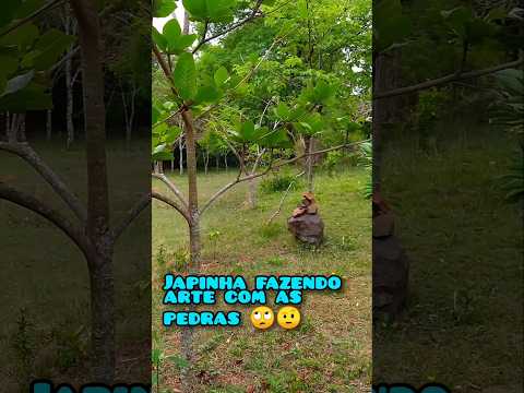 Florada da arvore medicinal tarumã,bem das antigas!🍵🌿🐝