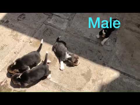 Beagle male puppies for sell