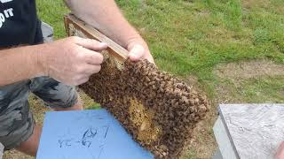 Cutting  queen cells making honey bee splits