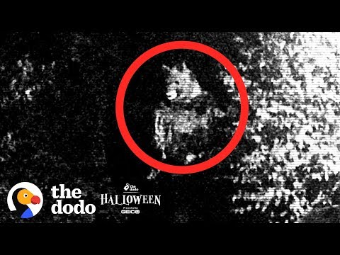 Couple Discovers Their Neighbor Is A Werewolf | The Dodo