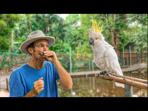 Beatbox Harmonica makes bird sing and dance