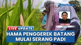 Petani Padi Mulai Resah, Hama Penggerek Batang Mulai Serang Tanaman di Desa Lesung Batu Pagar Gunung
