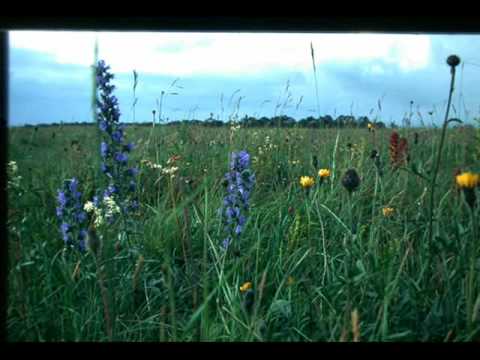 Thymus and Sanguisorba - piano music by William Rhys Meek