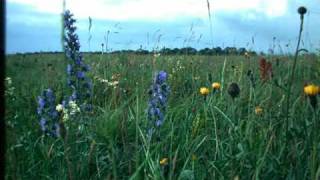 Thymus and Sanguisorba - piano music by William Rhys Meek