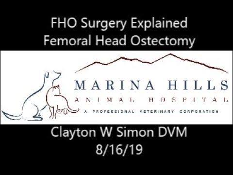 FHO Surgery Explained (Femoral Head Ostectomy)