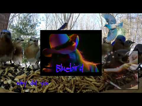 Bluebird a tour de force by Leon Russell from the 1975 album, Will O' the Wisp.