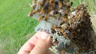 Beeray has one in a million experience of catching a swarm while relocating a bee tree!?