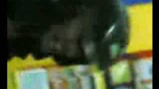 Download lagu Hery Bholot Thoroenk Morbit Kau Pikir Aku Ayam (Bdr Setia) mp3