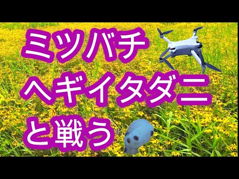 経済学科 晴蜂雨読 ㉝／特定外来植物・オオハンゴンソウについて、ミツバチヘギイタダニとの戦い (2024年8月、その1)／山崎亮一／日英字幕付き／Combating Varroa Mites／Eng sub
