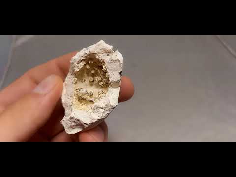 CORAL FOSSIL Stylina subornata  - Upper Jurassic - Wierzbica quarry- POLAND 1G85