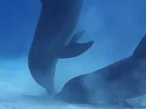 Dolphins Around the World - Visions of the Sea Sample Chapter - Ocean Movie