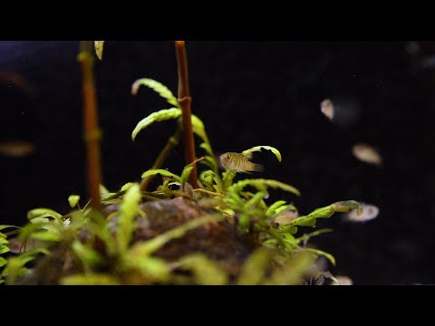 Tiger-Zwergblaubarsch - Dario spec. myanmar