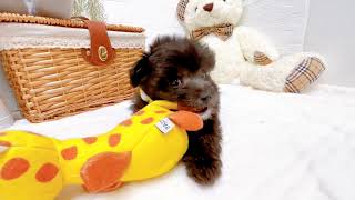 ハーフ犬の動画01